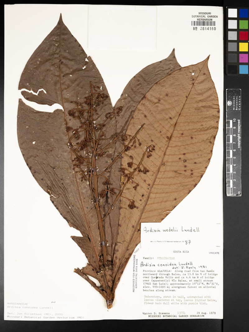 Ardisia conoidea photo 7