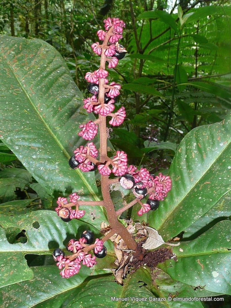 Ardisia conoidea