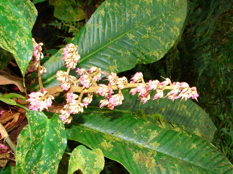 Ardisia conoidea photo 2