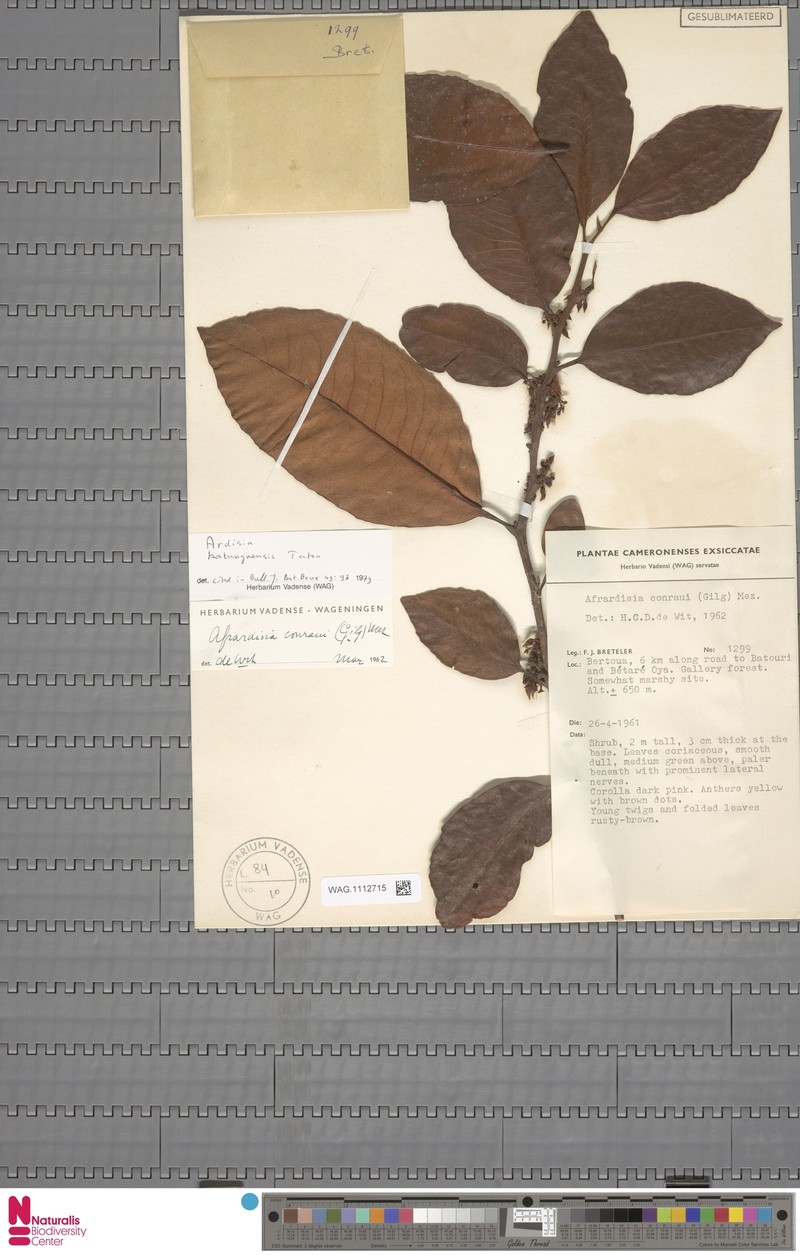 Ardisia conraui