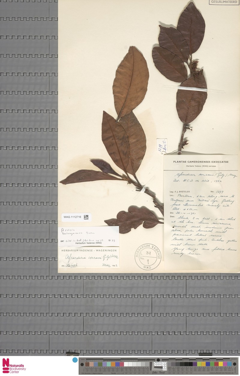 Ardisia conraui photo 2