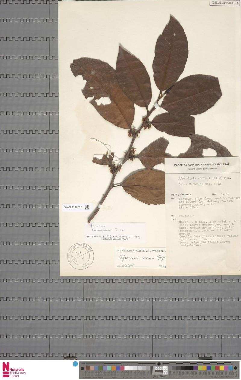 Ardisia conraui photo 3
