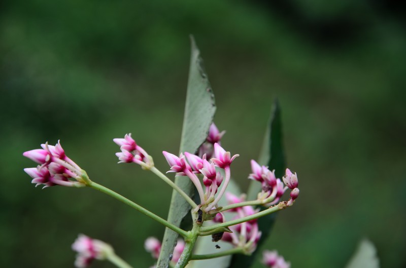 Ardisia conspersa photo 2