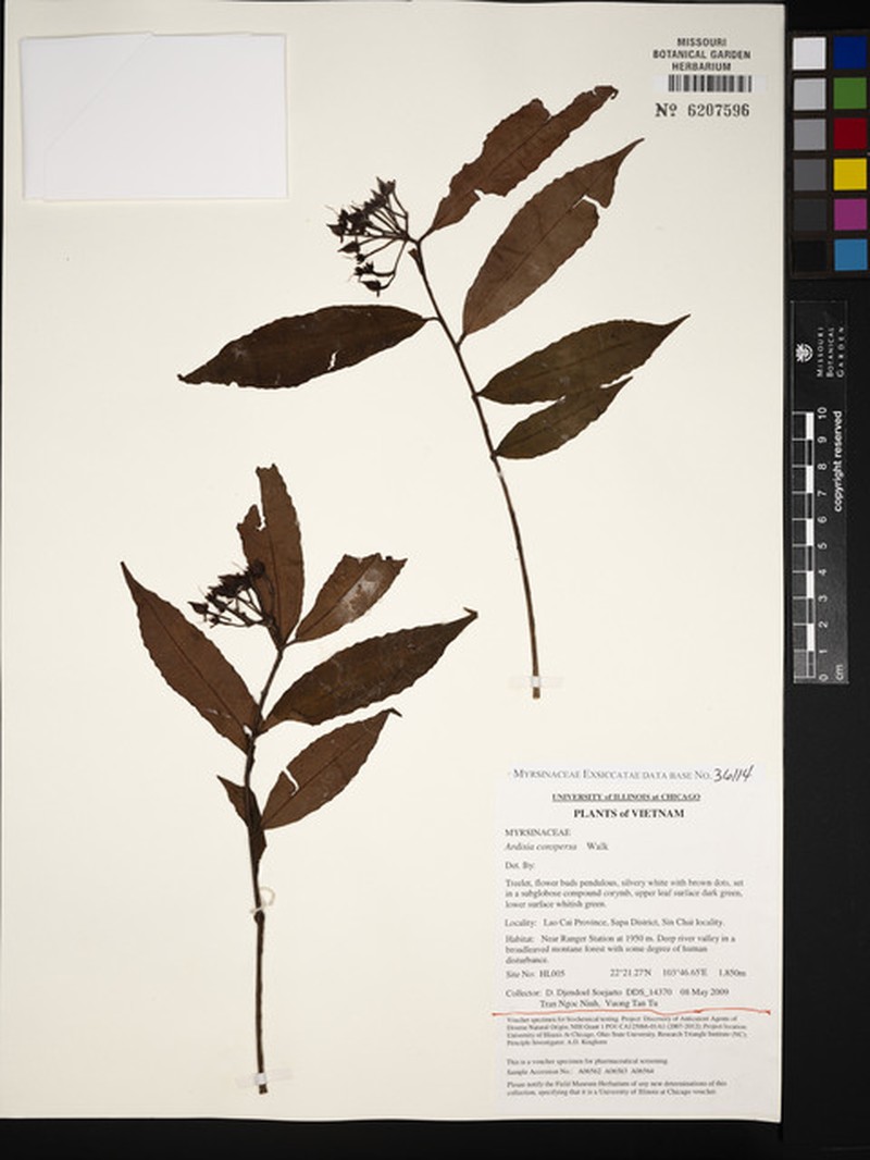 Ardisia conspersa photo 3