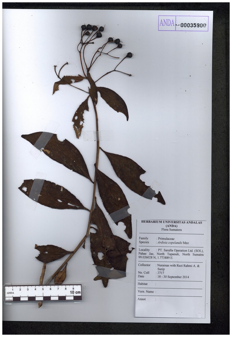 Ardisia copelandii
