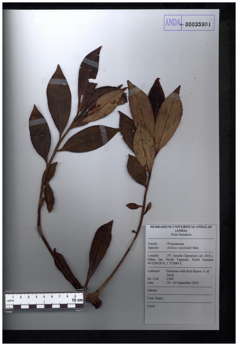 Ardisia copelandii photo 2