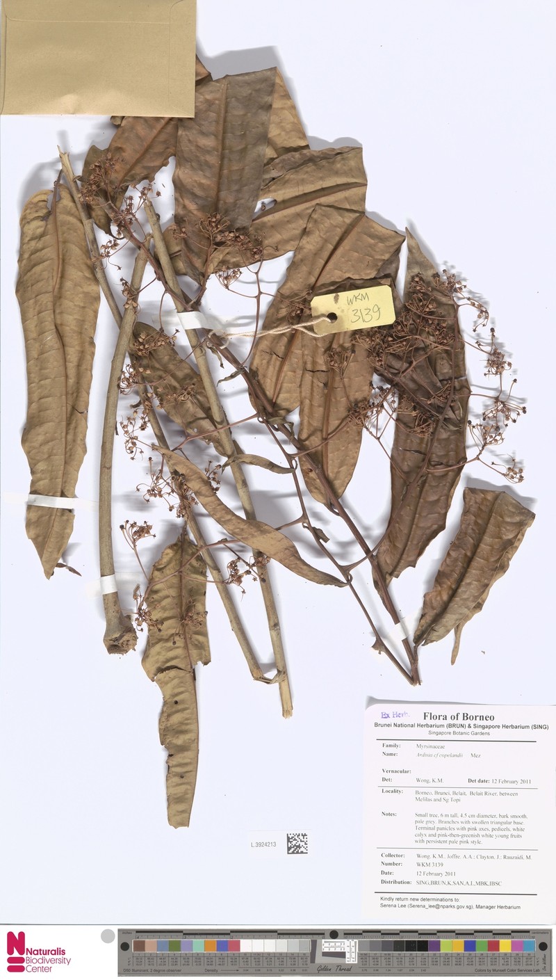 Ardisia copelandii photo 3