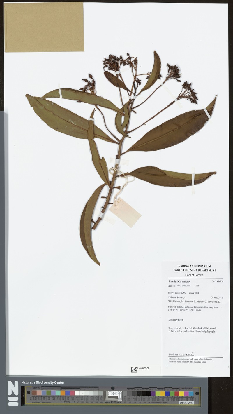 Ardisia copelandii photo 4
