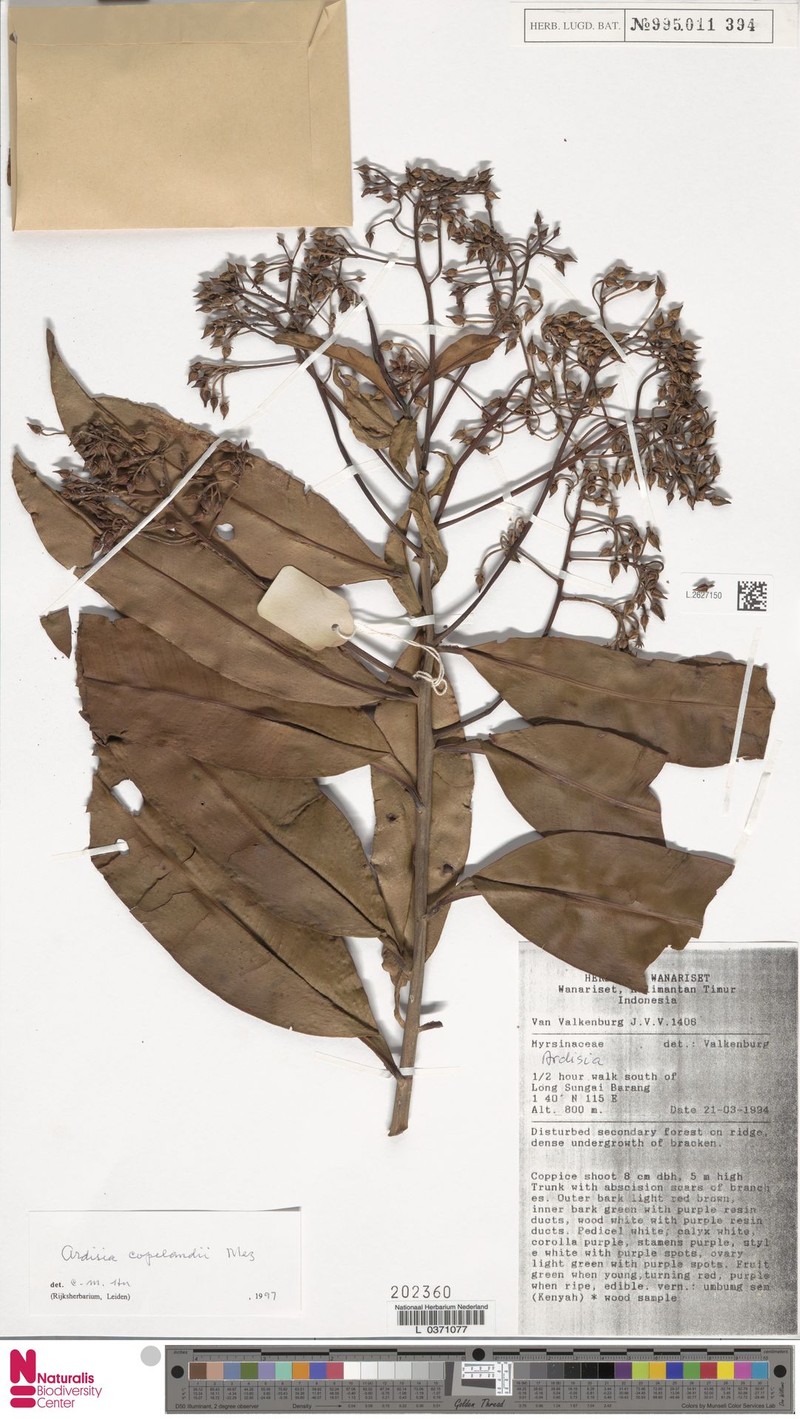 Ardisia copelandii photo 5