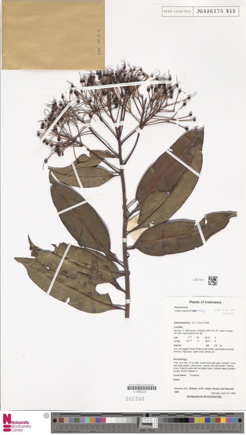 Ardisia copelandii photo 6