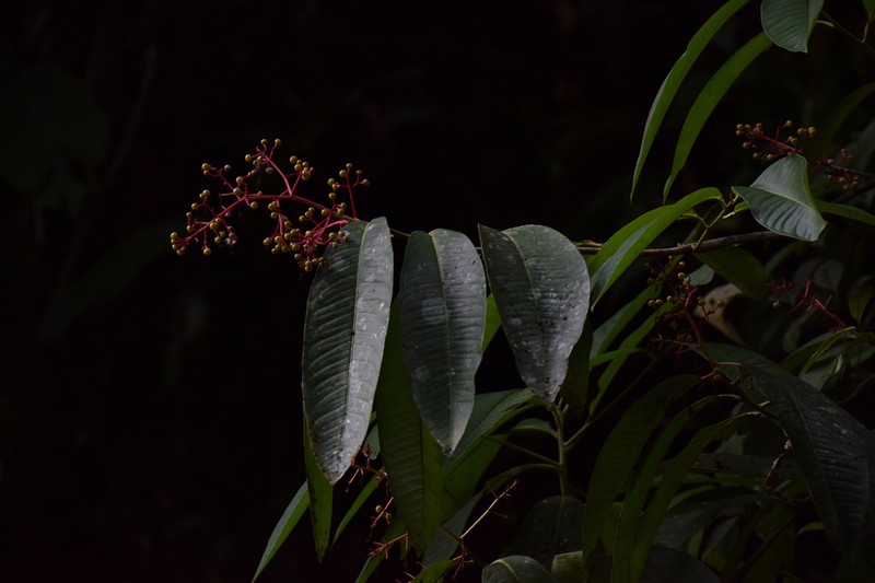 Ardisia copeyana