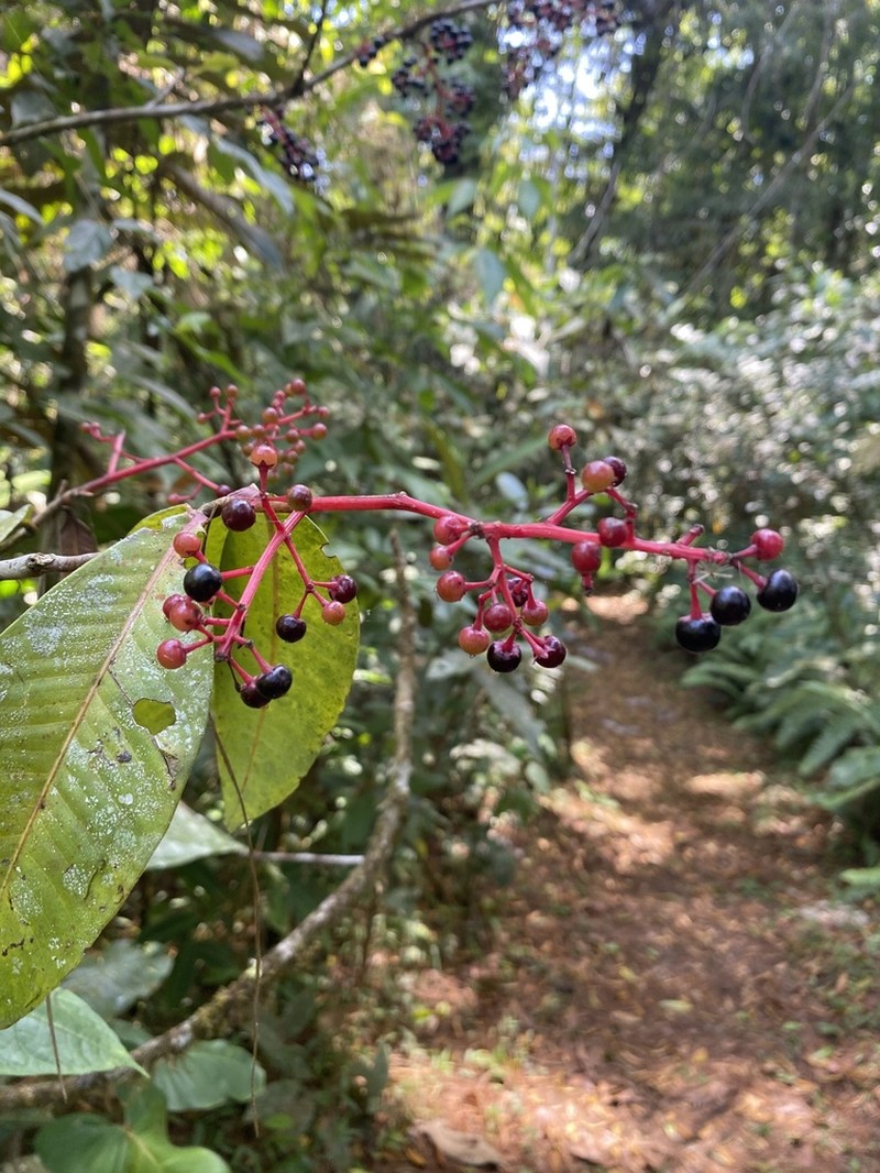 Ardisia copeyana photo 2