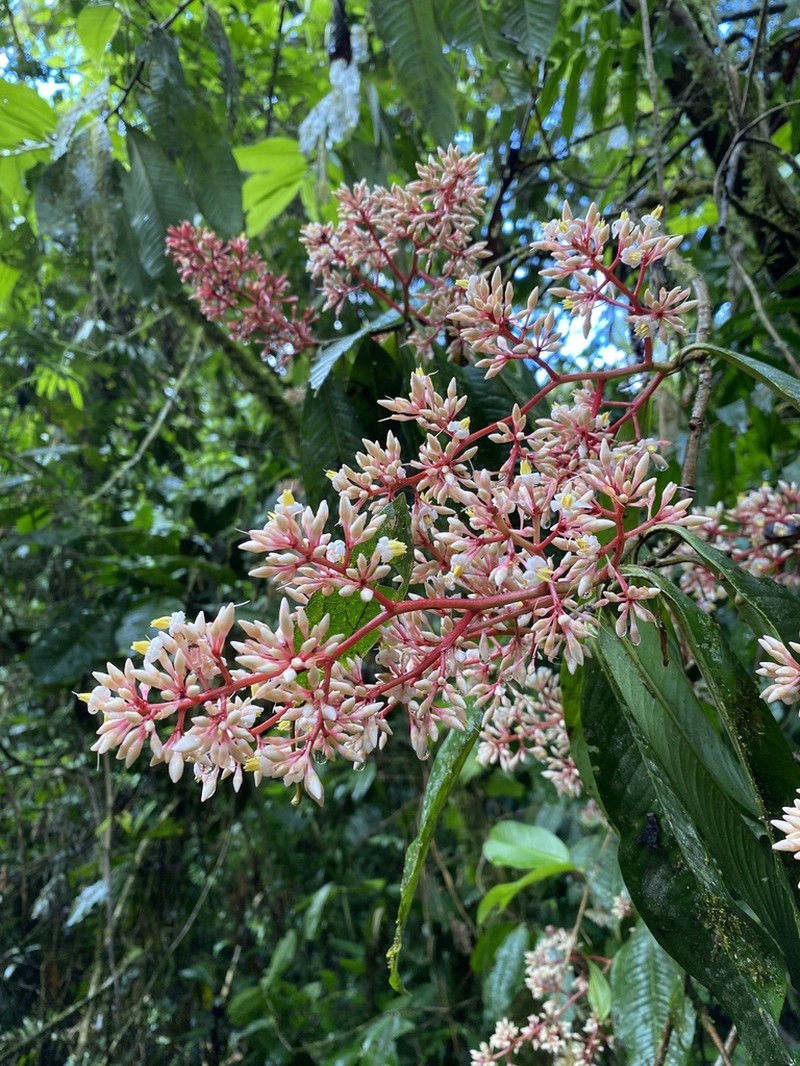 Ardisia copeyana photo 3