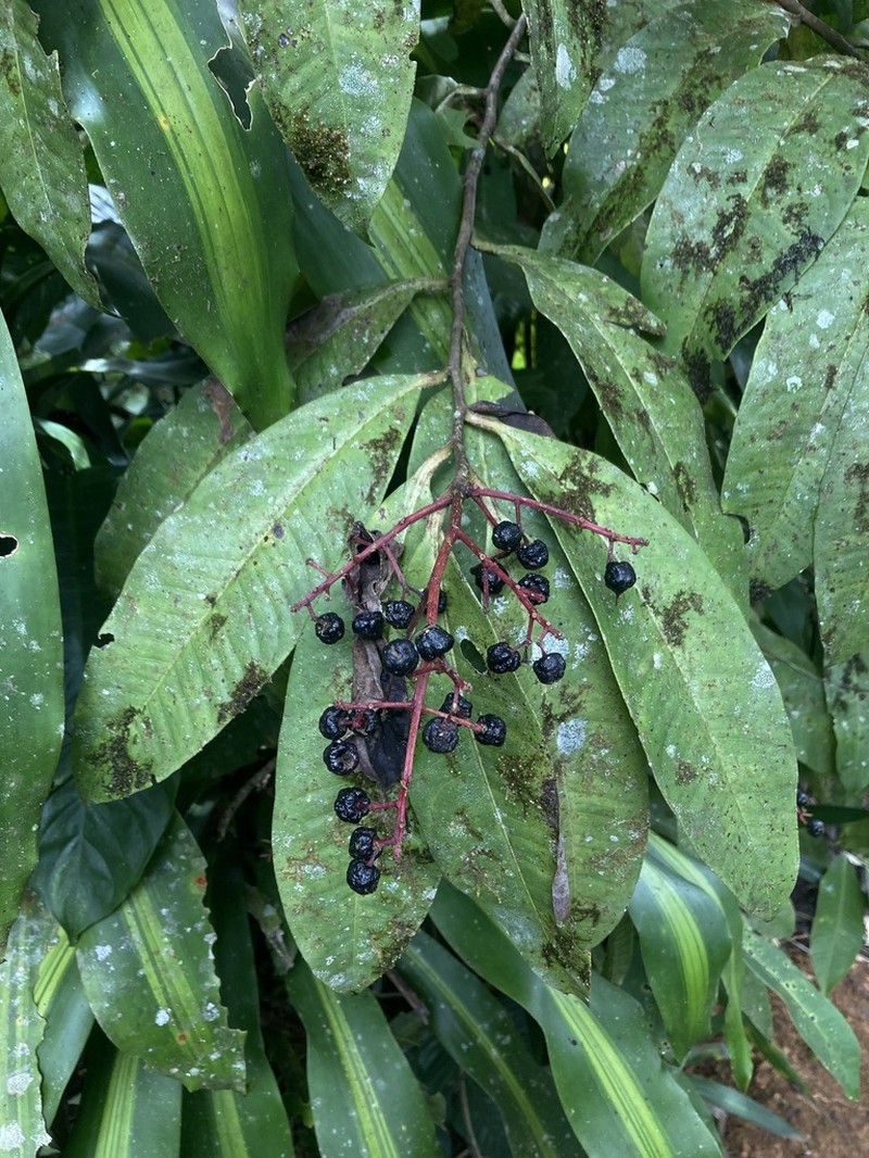 Ardisia copeyana photo 4