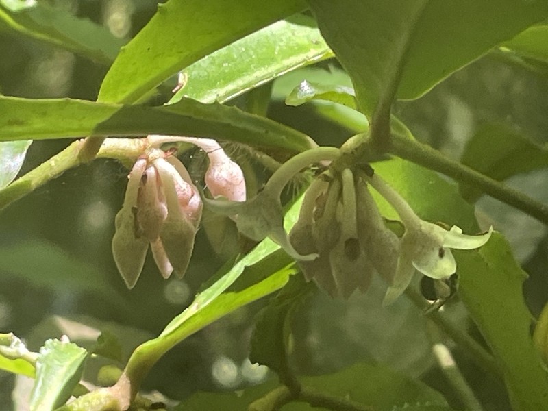 Ardisia cornudentata