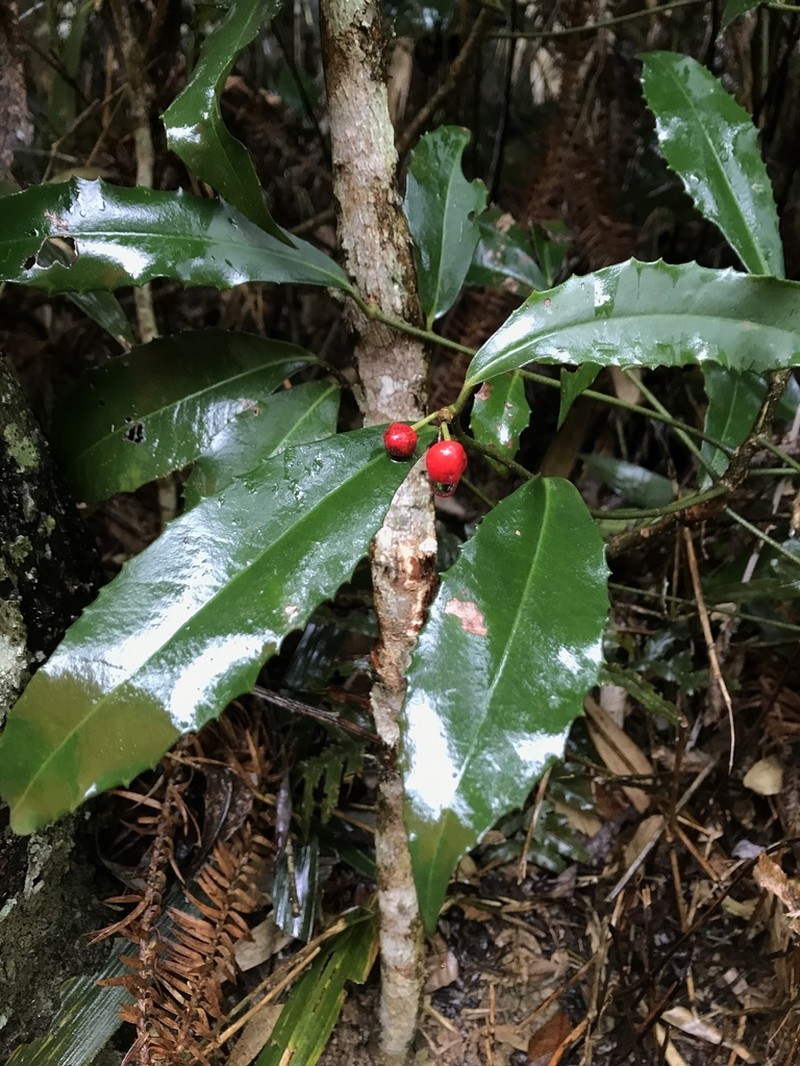 Ardisia cornudentata photo 2