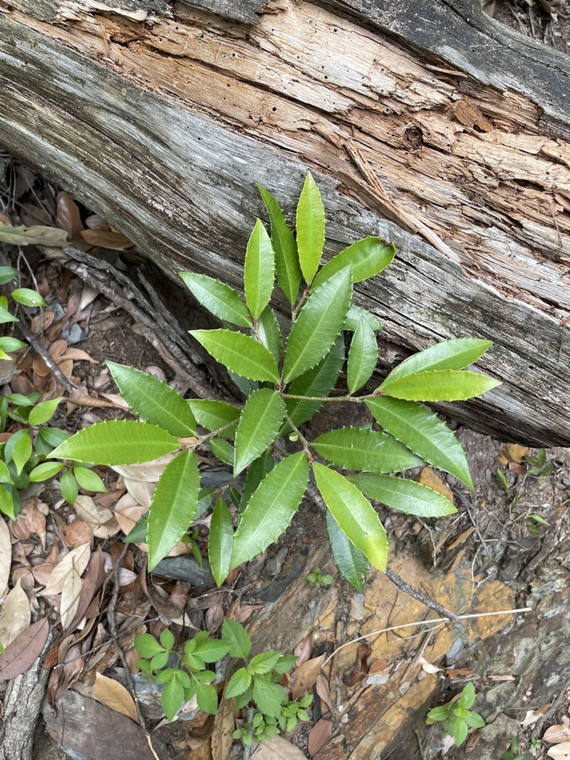 Ardisia cornudentata photo 3