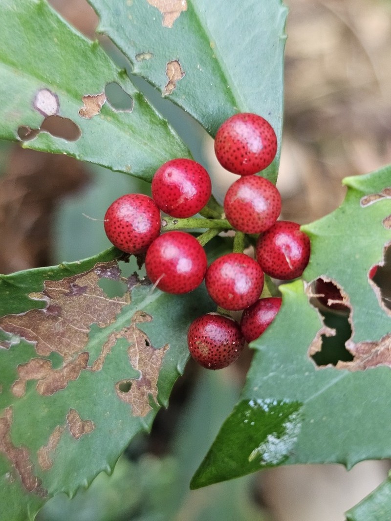Ardisia cornudentata photo 4
