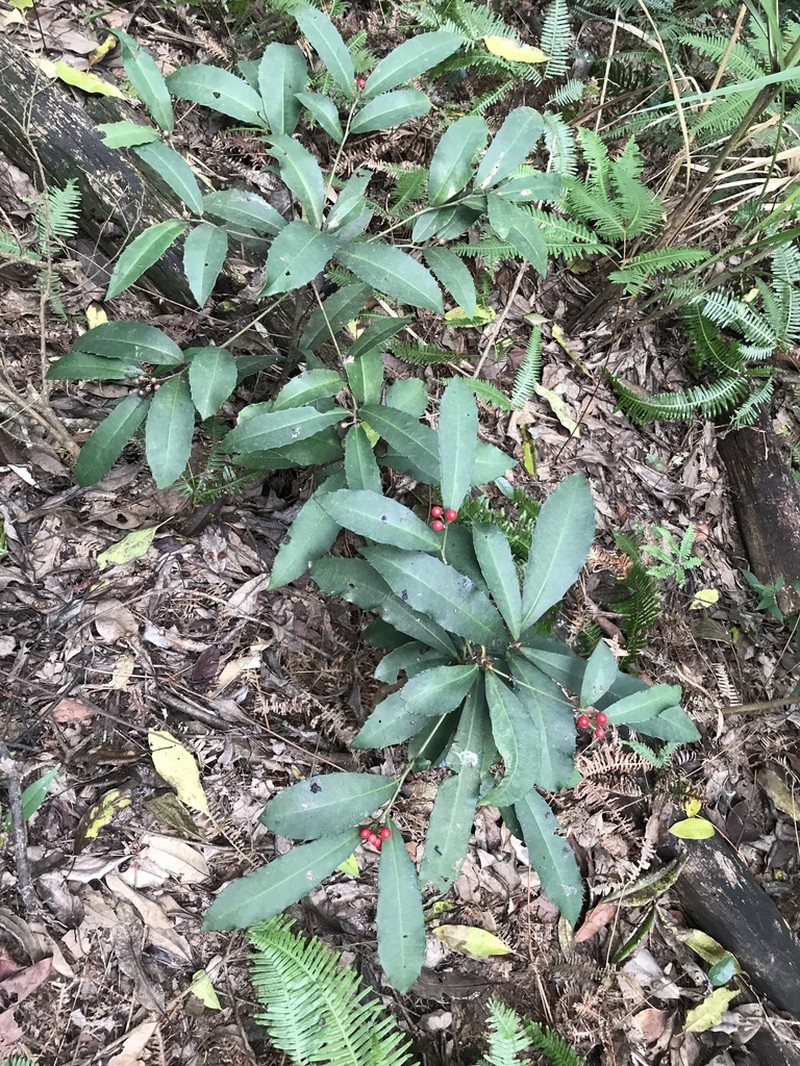Ardisia cornudentata photo 5