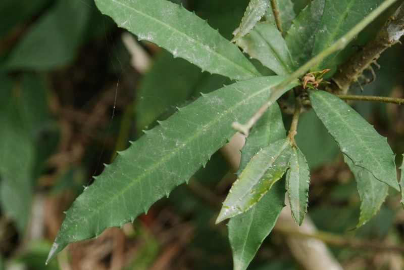 Ardisia cornudentata photo 6