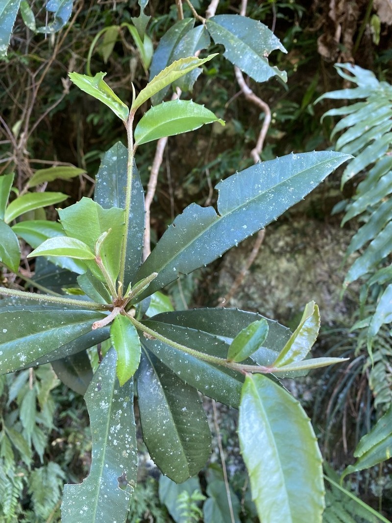 Ardisia cornudentata photo 7