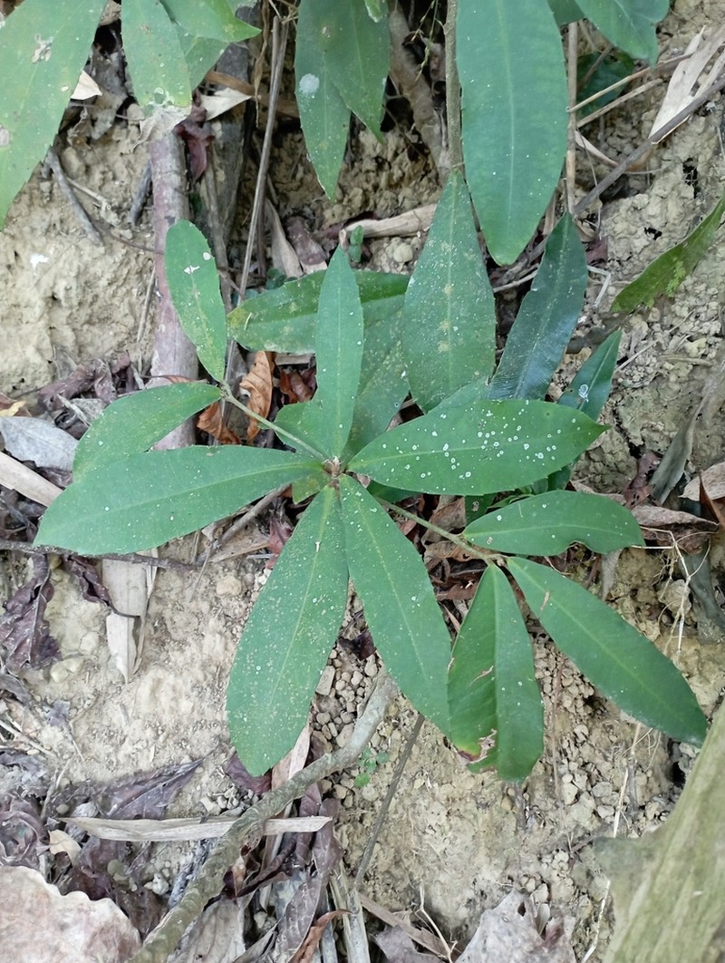 Ardisia cornudentata photo 8