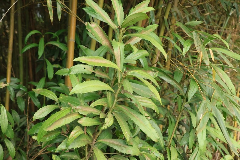 Ardisia cornudentata subsp. morrisonensis