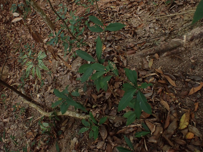 Ardisia cornudentata subsp. morrisonensis photo 2