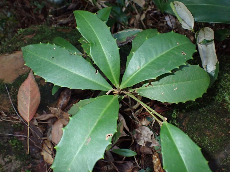 Ardisia cornudentata subsp. morrisonensis photo 3
