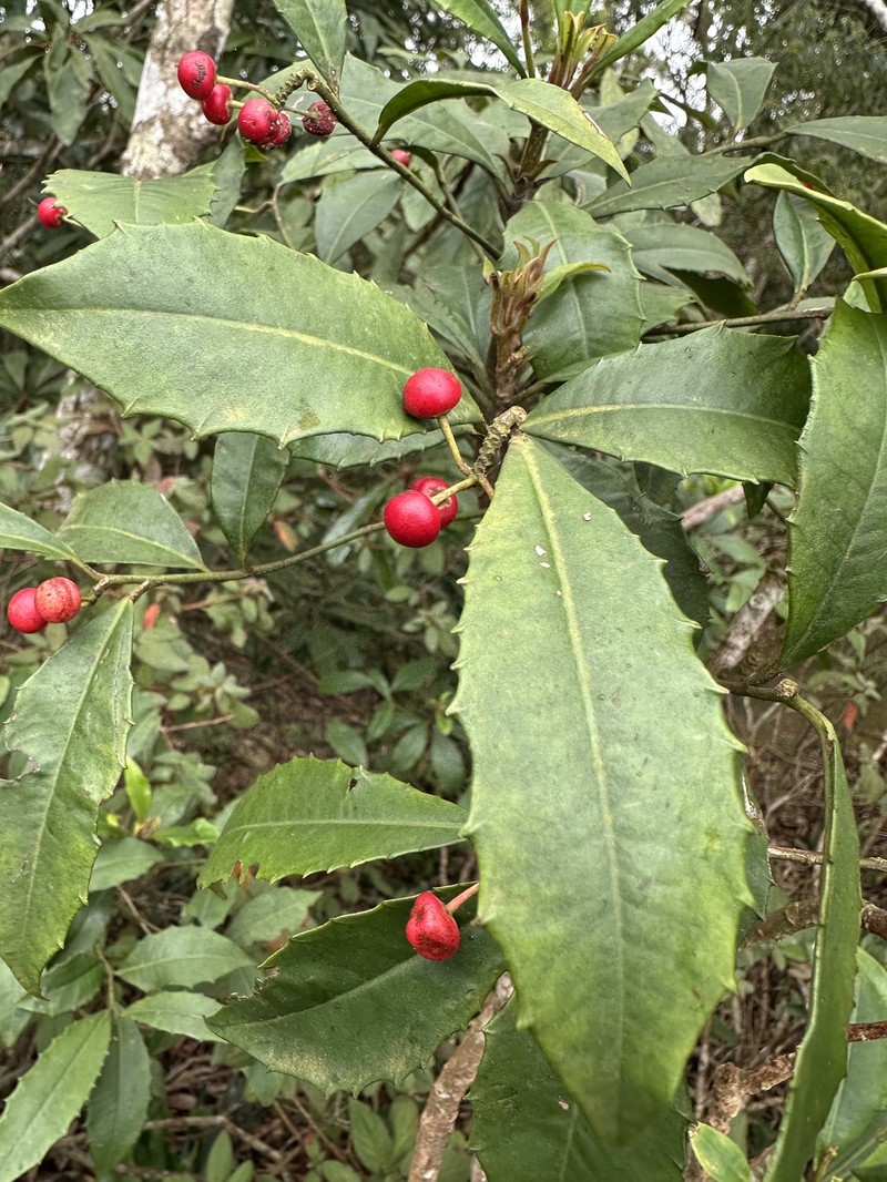 Ardisia cornudentata subsp. morrisonensis photo 4