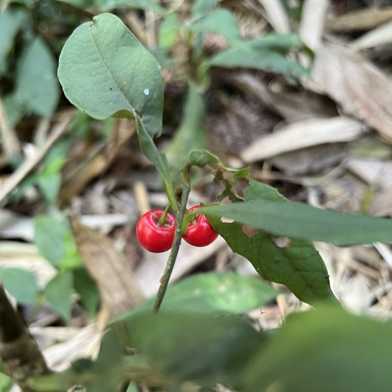 Ardisia cornudentata var. stenosepala