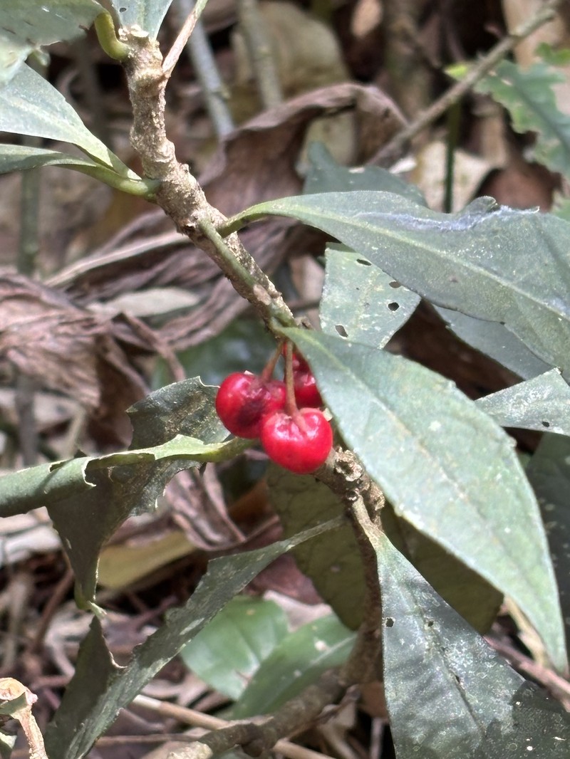Ardisia cornudentata var. stenosepala photo 2