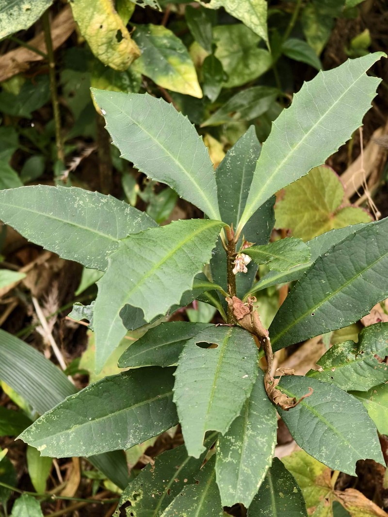 Ardisia cornudentata var. stenosepala photo 3