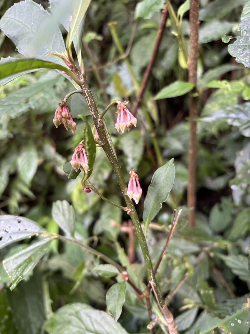 Ardisia cornudentata var. stenosepala photo 4