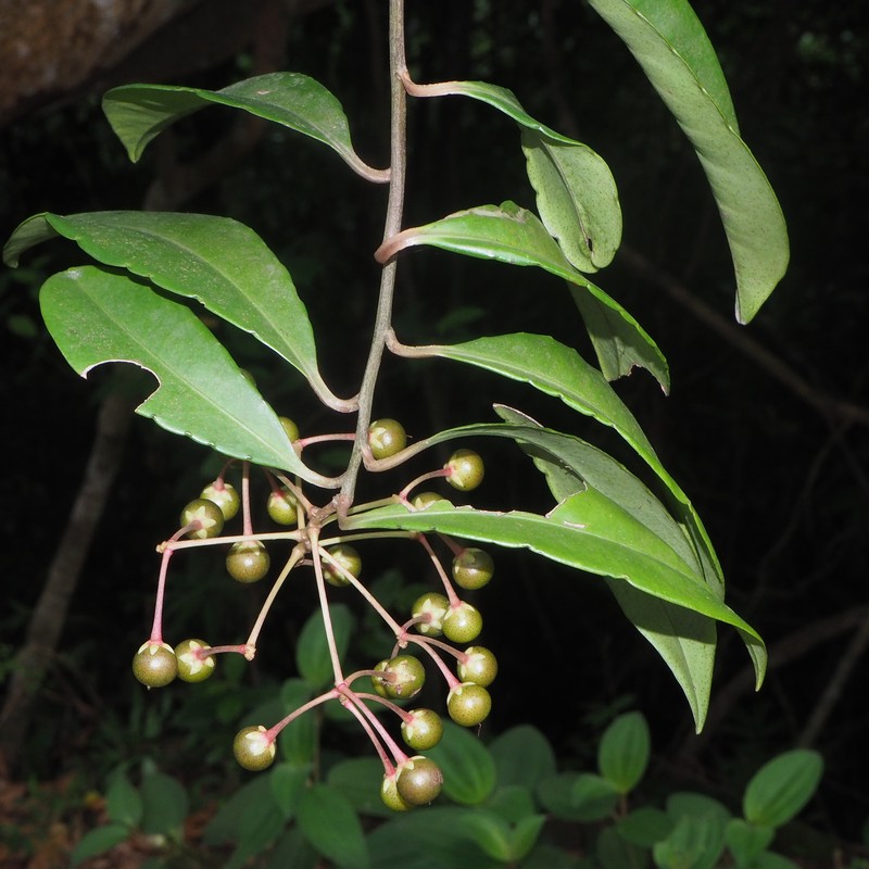 Ardisia corymbifera