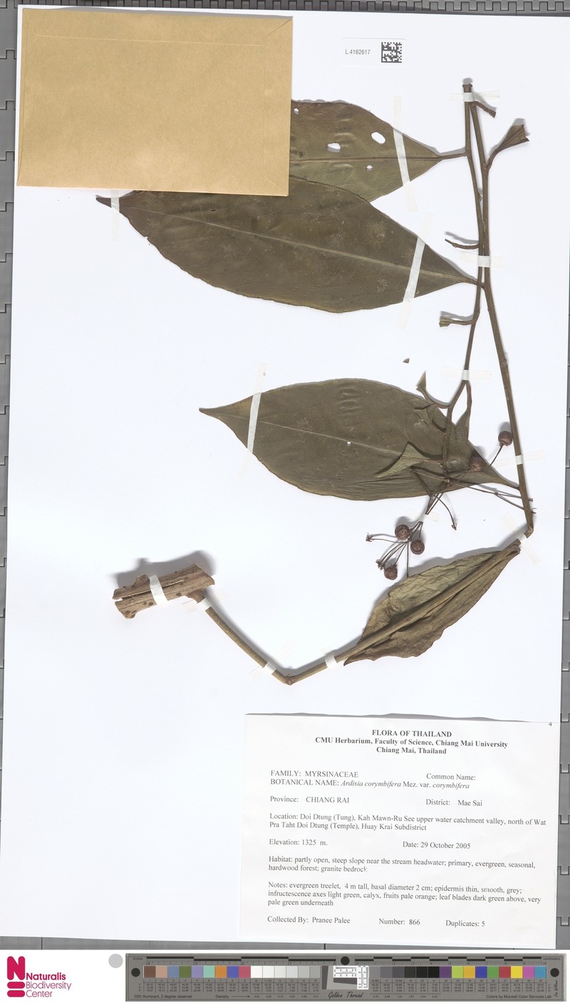 Ardisia corymbifera var. corymbifera photo 2