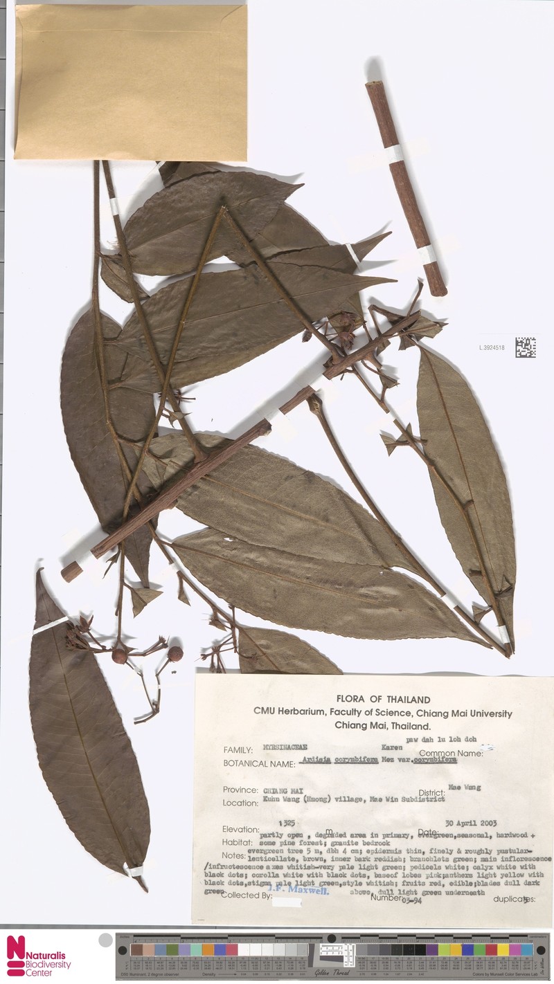Ardisia corymbifera var. corymbifera photo 4