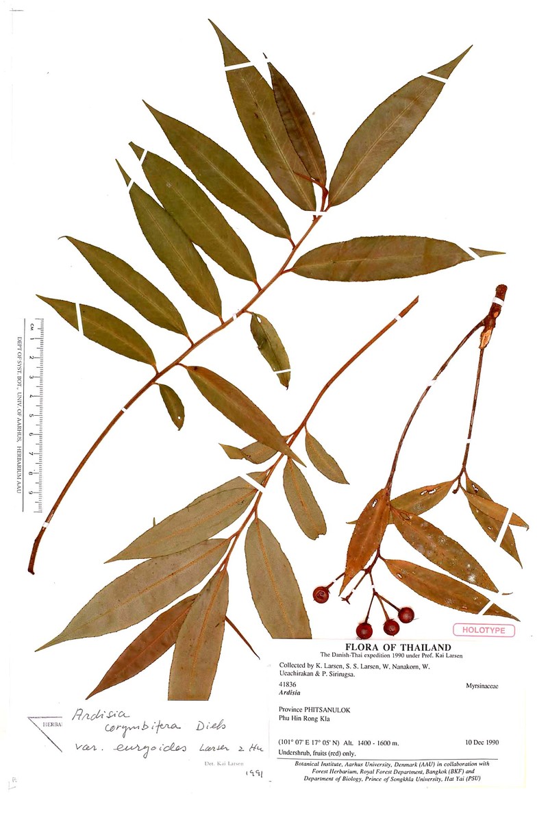 Ardisia corymbifera var. euryoides