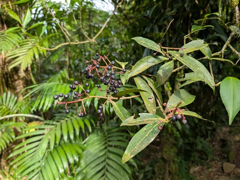 Ardisia costaricensis photo 2