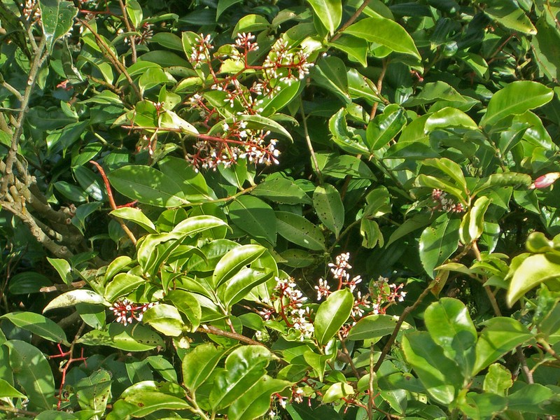 Ardisia costaricensis photo 3