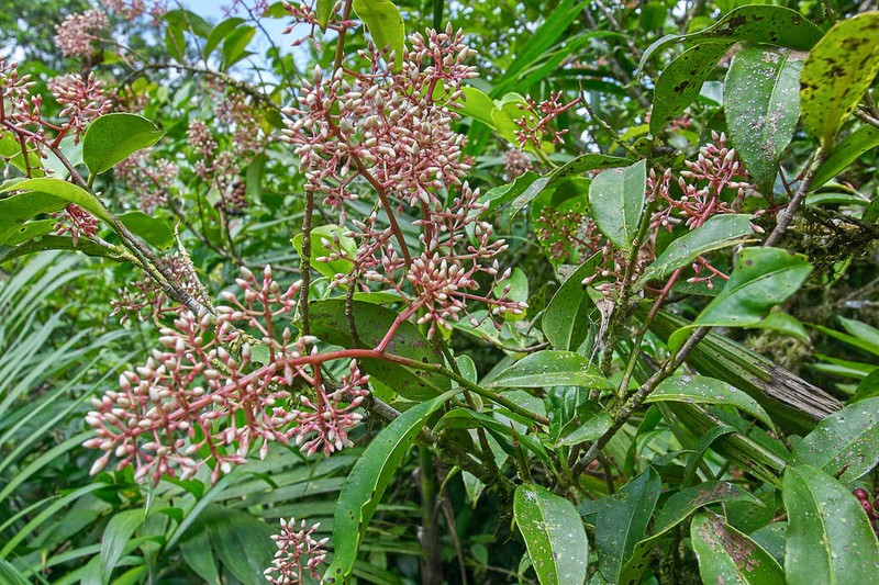 Ardisia costaricensis photo 4