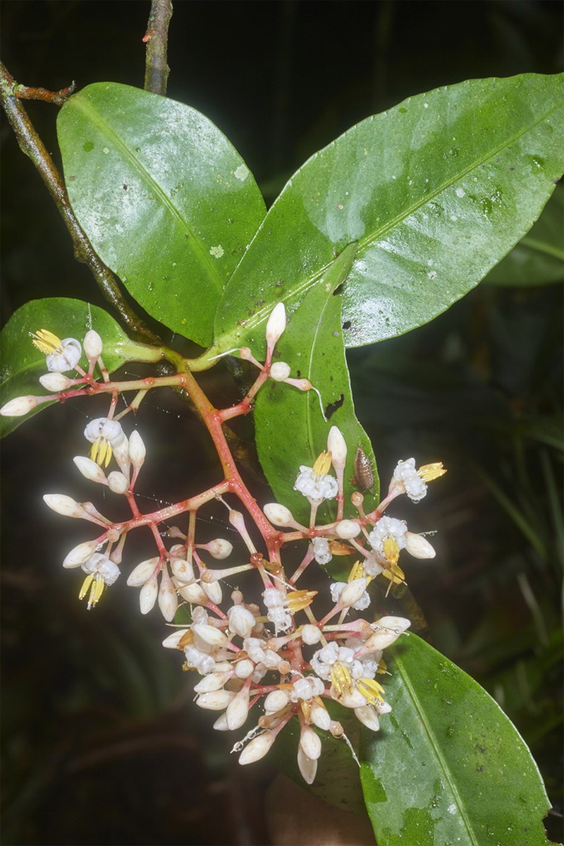 Ardisia costaricensis photo 5