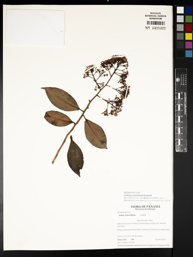 Ardisia costaricensis photo 6