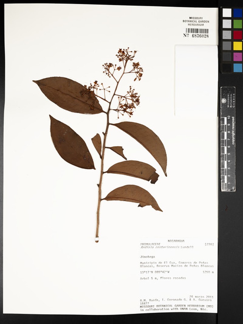 Ardisia costaricensis photo 7