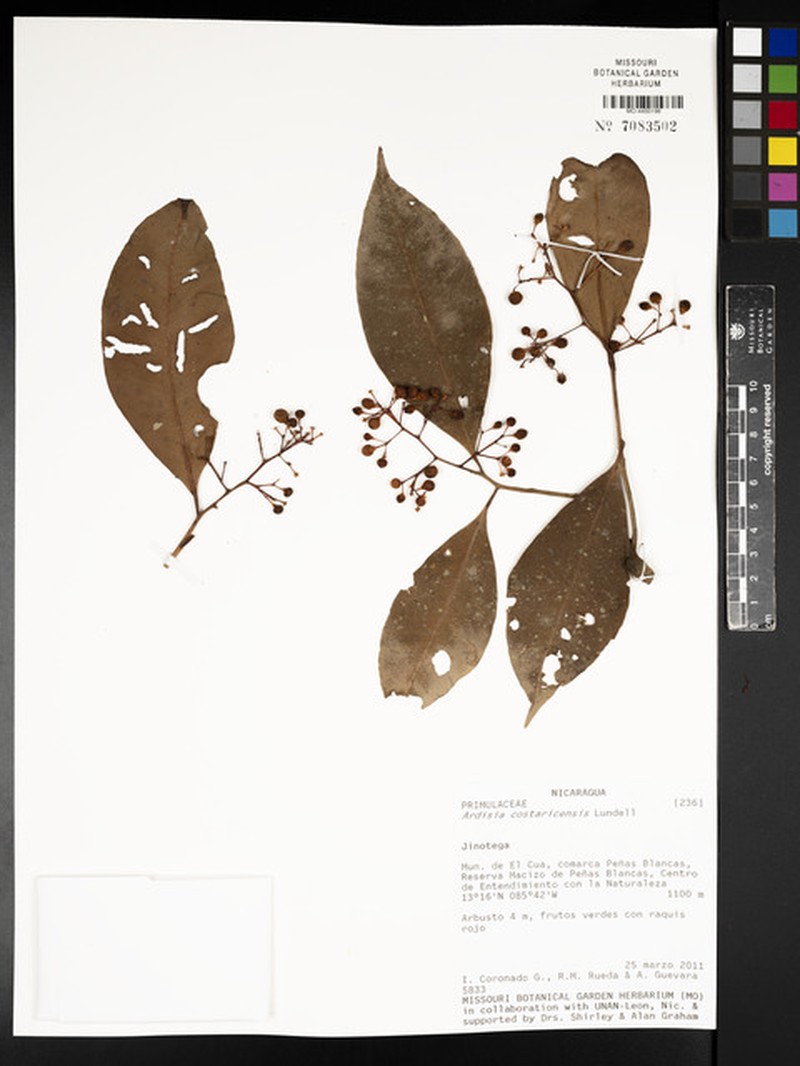 Ardisia costaricensis photo 8