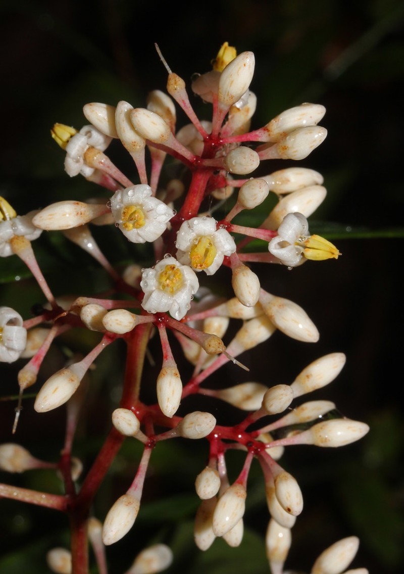 Ardisia costaricensis