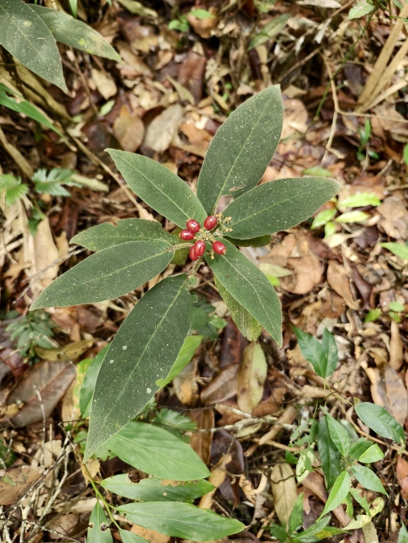 Ardisia crassa