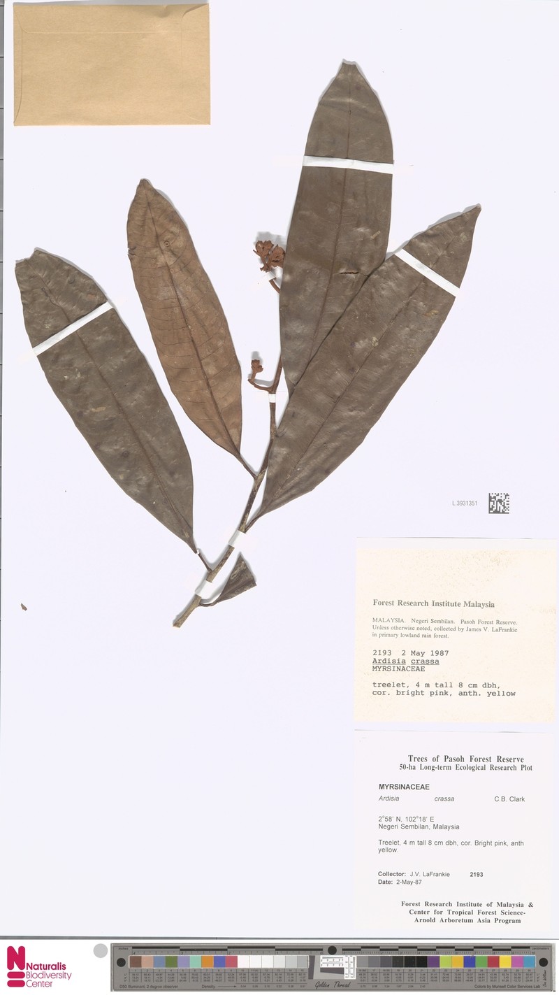 Ardisia crassa