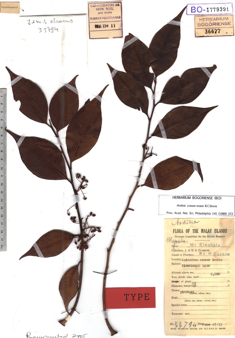 Ardisia crasseovata