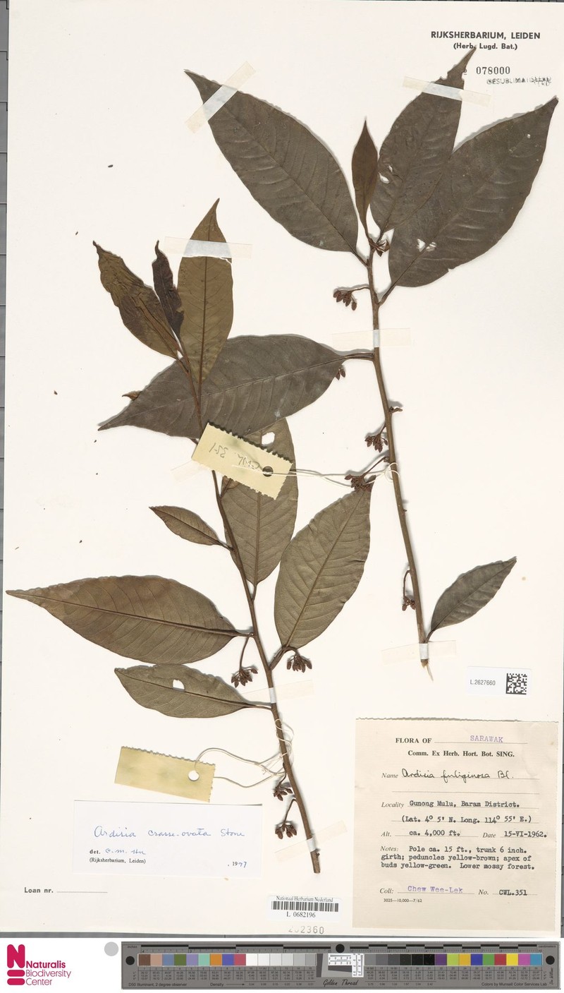 Ardisia crasseovata photo 2